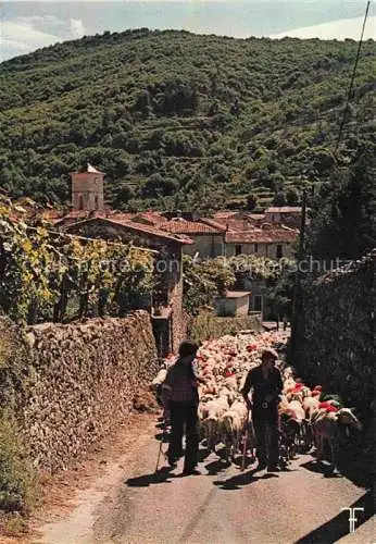 AK / Ansichtskarte  Cevennes Region 07 Ardeche Troupeau de transhumants traversant Aulas