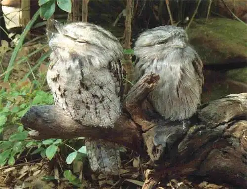 AK / Ansichtskarte  Eule Owl Hibou Chouette-- Tawny Frogmouth Australia New Gunea