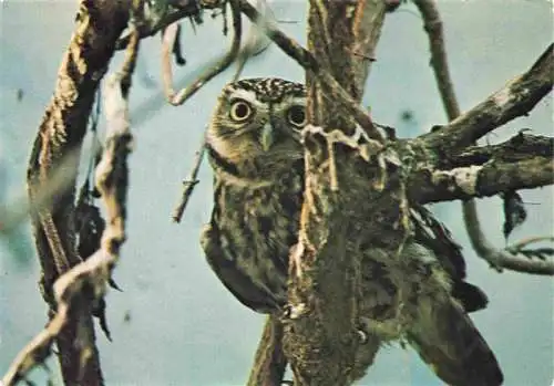 AK / Ansichtskarte  Eule Owl Hibou Chouette-- Steinkauz het zwin Knokke Belgium 