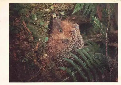 AK / Ansichtskarte  Igel Hedgehog Herisson Erizo-- Walde Riccio nel bosco