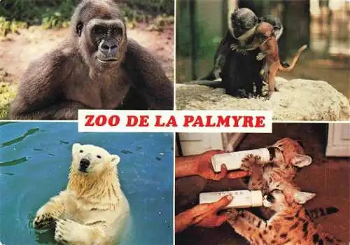 AK / Ansichtskarte  Zoo Gardin Zoologique-- la Palmyre Gorille singes ours Pumas