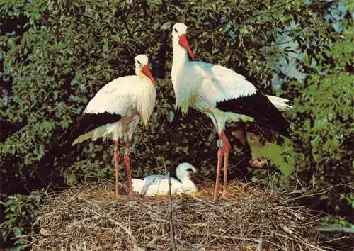 AK / Ansichtskarte  Voegel Birds Oiseaux Weisstorch Cigogne Blanche Sempach 