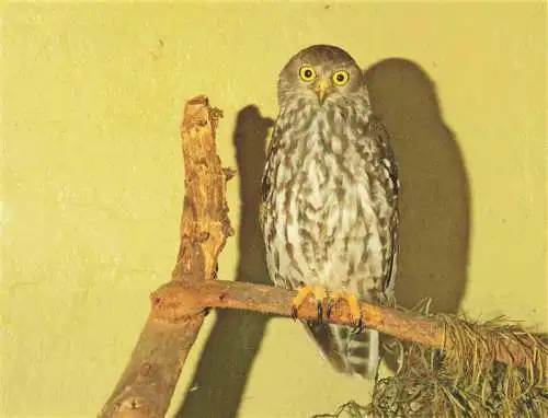 AK / Ansichtskarte  Eule Owl Hibou Chouette-- Barking Owl Azstalia Papua New Guinea