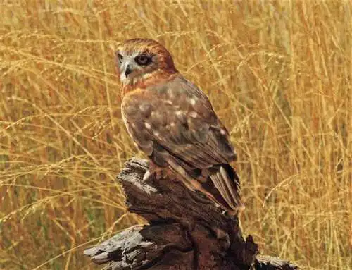 AK / Ansichtskarte  Adler Eagle Aigle Aguila-- Southern Boobook Mopoke Morepork Ruru Australia 