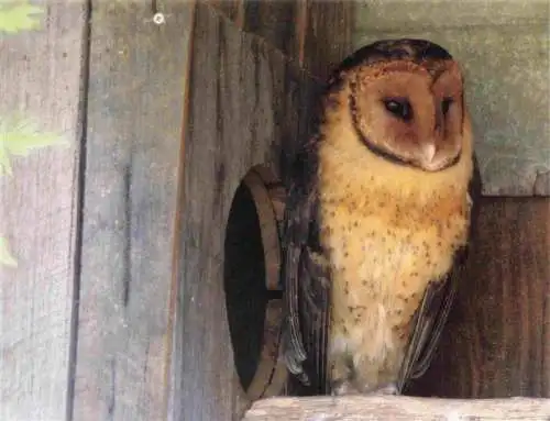 AK / Ansichtskarte  Eule Owl Hibou Chouette-- Tasmanian Masked 