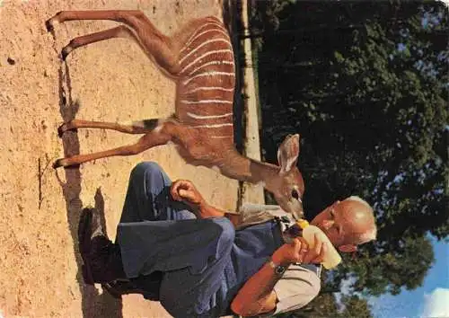 AK / Ansichtskarte  Zoo Gardin Zoologique-- Basel Kudu 