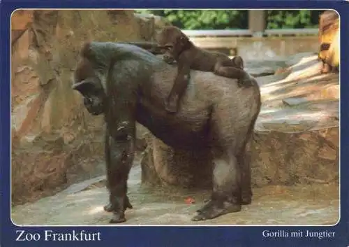 AK / Ansichtskarte  Zoo Gardin Zoologique-- Frankfurt Gorilla 