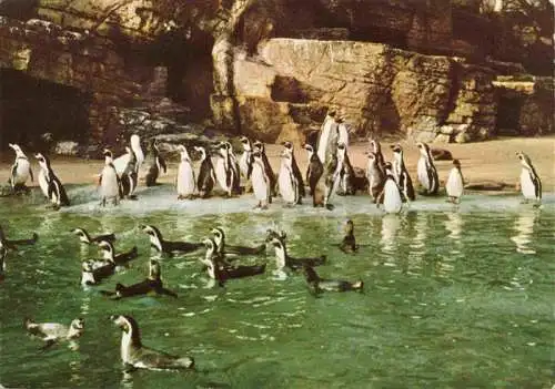 AK / Ansichtskarte  Zoo Gardin Zoologique-- Hamburg Stellingen Pinguine