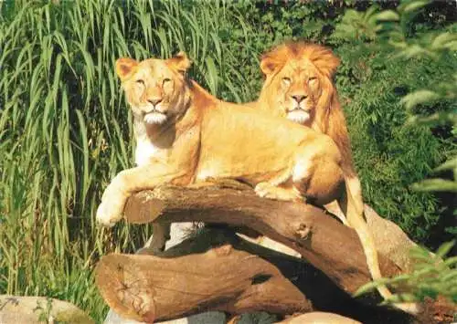 AK / Ansichtskarte  Zoo Gardin Zoologique-- Karlsruhe Loewe Lion 