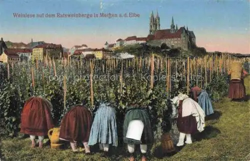 AK / Ansichtskarte  MEIssEN Elbe Sachsen Weinlese auf dem Ratsweinberge Blick zur Albrechtsburg