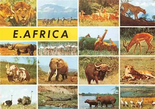 AK / Ansichtskarte  TIERE Animals Animaux Animales Animali-- E. Africa Elefant Girafe Tieger Loewe Nielpferd 