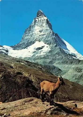 AK / Ansichtskarte  Gemse Chamois Gamuza Junger Steinbock Matterhorn