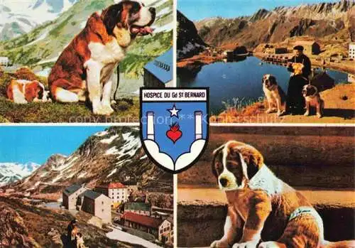 AK / Ansichtskarte  Hunde dogs chiens-- Hospice du Gd.St. Bernard