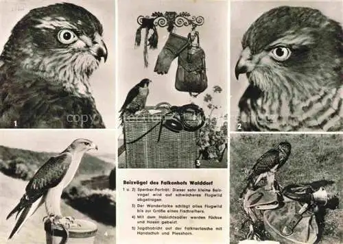 AK / Ansichtskarte  Adler Eagle Aigle Aguila-- Falken Habichte Walddorf Nagold 