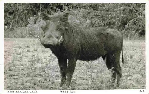 AK / Ansichtskarte  Wildschwein Wild Boar Sanglier Jabali Cinghiale-- Wart Hog East African Game 