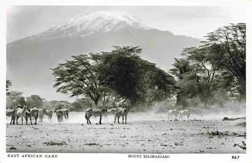 AK / Ansichtskarte  Zebras Zebre Cebra-- Mount Kilimanjaro Afrika