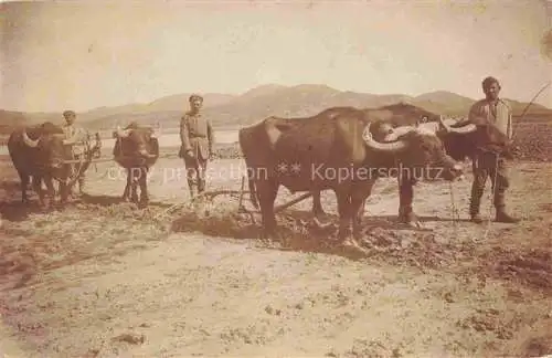 AK / Ansichtskarte  Landwirtschaft Kuehe