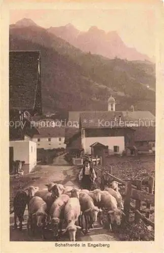 AK / Ansichtskarte  Engelberg  OW Dorfmotiv mit Schafherde