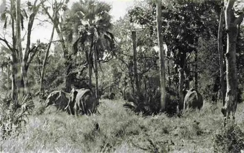 AK / Ansichtskarte  Elefant Gorongosa Beira 