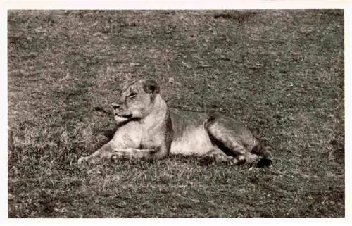 AK / Ansichtskarte  Loewe Lion-- Gorongosa 