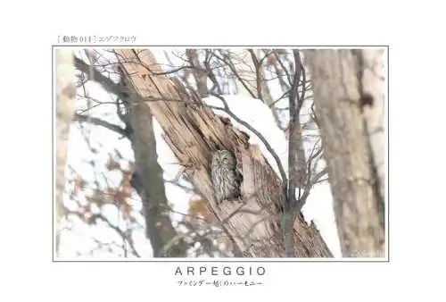 AK / Ansichtskarte  Eule Owl Hibou Chouette-- Arpeggio