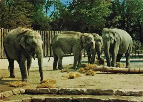 AK / Ansichtskarte  Zoo Gardin Zoologique-- Karlsruhe Indische Elefanten