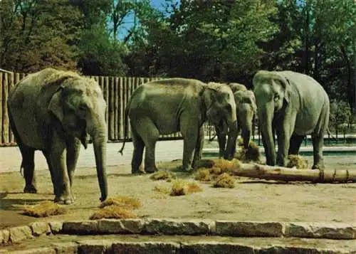 AK / Ansichtskarte  Zoo Gardin Zoologique-- Karlsruhe Indische Elefanten 