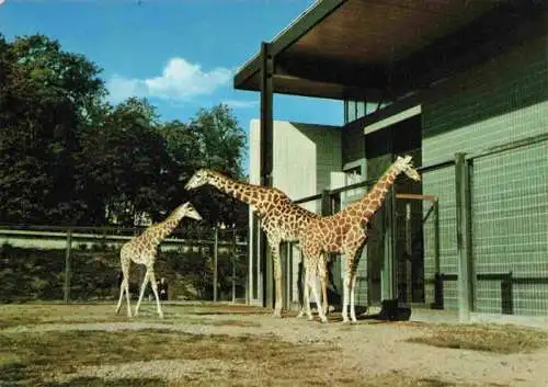 AK / Ansichtskarte  Zoo Gardin Zoologique-- Karlsruhe Giraffen 