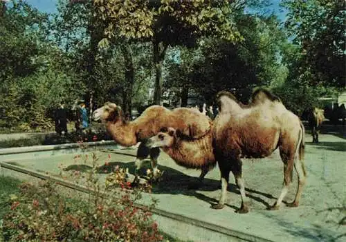 AK / Ansichtskarte  Zoo Gardin Zoologique-- Karlsruhe Trampeltiere Kamele 