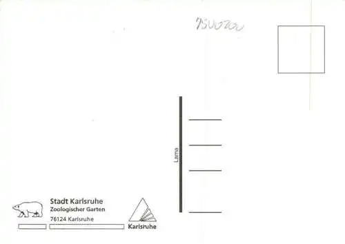 AK / Ansichtskarte  Zoo Gardin Zoologique-- Karlsruhe Lama 