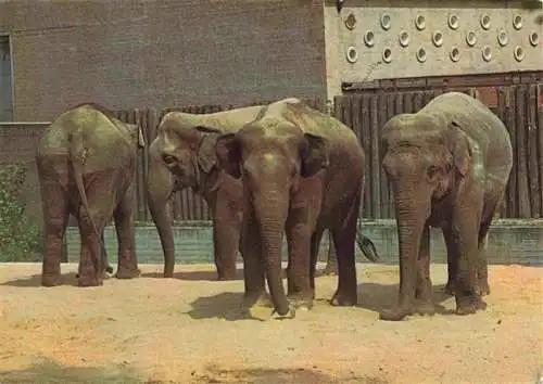 AK / Ansichtskarte  Zoo Gardin Zoologique-- Karlsruhe Indische Elefant 