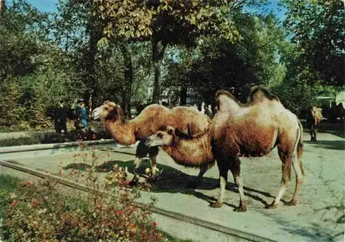 AK / Ansichtskarte  Zoo Gardin Zoologique-- Karlsruhe Trampeltiere Kamel