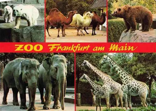 AK / Ansichtskarte  Zoo Gardin Zoologique-- Frankfurt a. M. Giraffe Elefant Braunbaer Eisbaer Kamel 