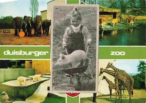 AK / Ansichtskarte  Zoo Gardin Zoologique-- Duisburg Schwein Giraffe Elefant Eisbaer Tieger 