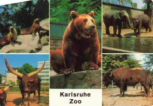 AK / Ansichtskarte  Zoo Gardin Zoologique-- Karlsruhe Watussi Rinder Braunbaer Elefant Bison