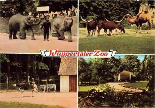 AK / Ansichtskarte  Zoo Gardin Zoologique-- Wuppertal Elefanten Zebras Kamel