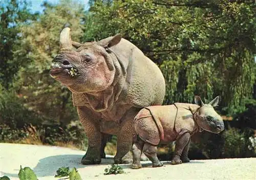 AK / Ansichtskarte  Zoo Gardin Zoologique-- Basel indische Panzernashorn 