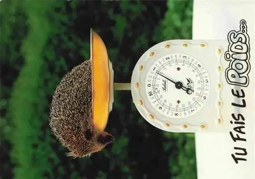 AK / Ansichtskarte  IGEL Hedgehog Herisson Erizo-- Waage Poids 