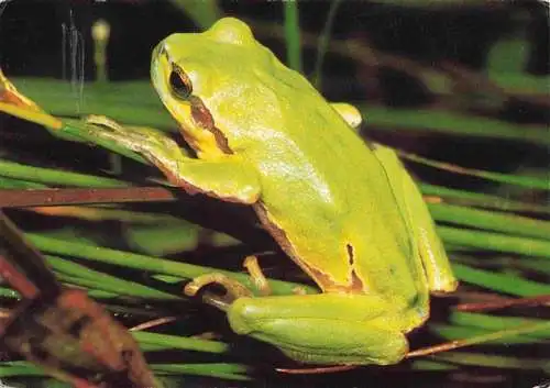 AK / Ansichtskarte  Froesche Laubfrosch 