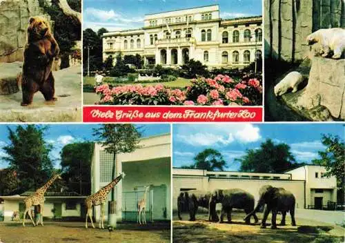 AK / Ansichtskarte  Zoo Gardin Zoologique-- Frankfurt Giraffe Elefant Braun Baer Eisbaer 