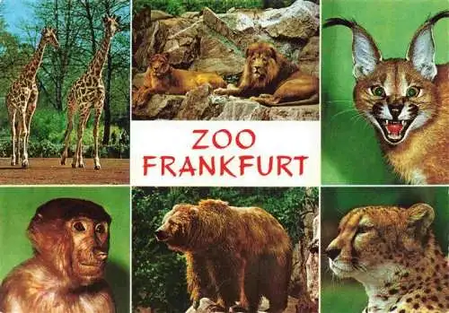 AK / Ansichtskarte  Zoo Gardin Zoologique-- Frankfurt Braun Baer Giraffe Affe Wild Katze Leopard Loewe 