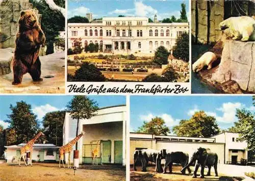 AK / Ansichtskarte  Zoo Gardin Zoologique-- Frankfurt Giraffe Braunbaer Eisbaer Elefant 