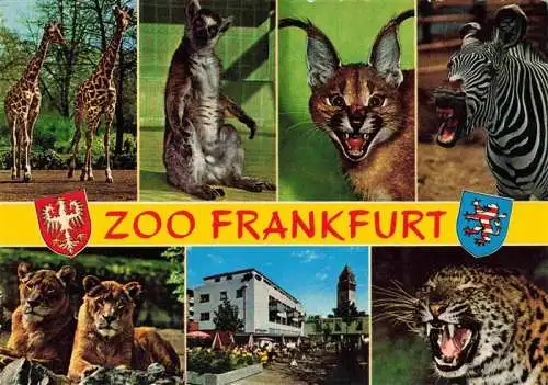 AK / Ansichtskarte  Zoo Gardin Zoologique-- Frankfurt Zebra Giraffe Loewe Tiger Wildkatze 