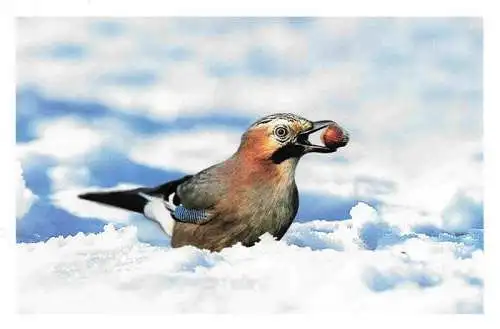 AK / Ansichtskarte  Voegel Birds Oiseaux Schnee Nuss