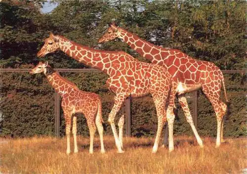 AK / Ansichtskarte  Zoo Gardin Zoologique-- Karlsruhe Giraffen