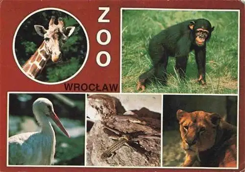 AK / Ansichtskarte  Zoo Gardin Zoologique-- Wroclaw Zyrafa Bocian Lew Loewe Affe Giraffe 