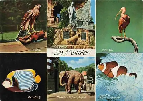 AK / Ansichtskarte  Zoo Gardin Zoologique-- Muenster Kaiserfisch Elefant Roter Ibis Clownfisch 