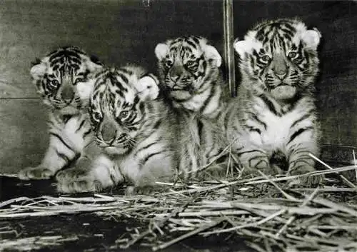 AK / Ansichtskarte  Zoo Gardin Zoologique-- Basel Vierlinge der Koenigstieger