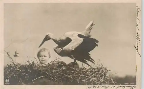 AK / Ansichtskarte  Foto NPG Nr. 1901 Baby Storch