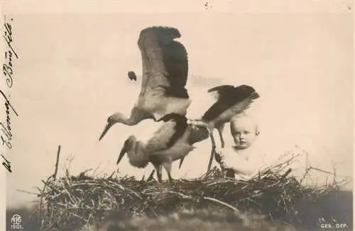 AK / Ansichtskarte  Foto NPG Nr. 1901 Baby Storch 